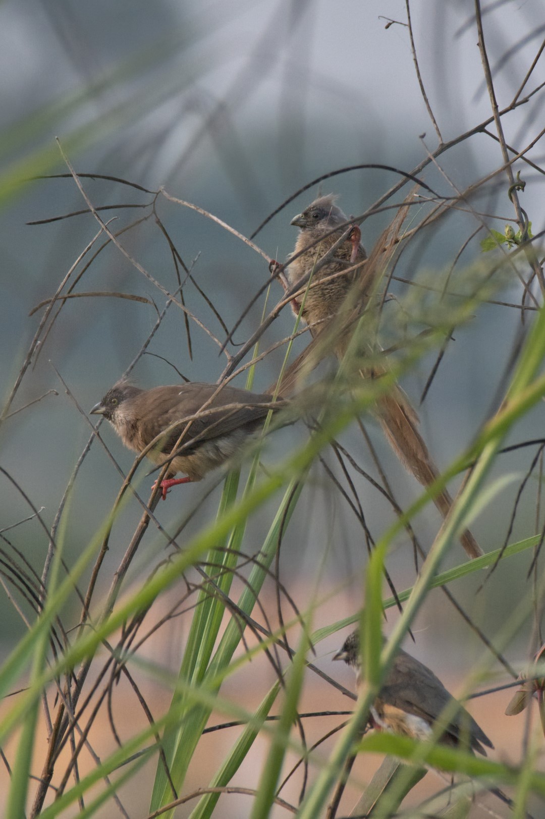 Chestnut-flanked White-eye