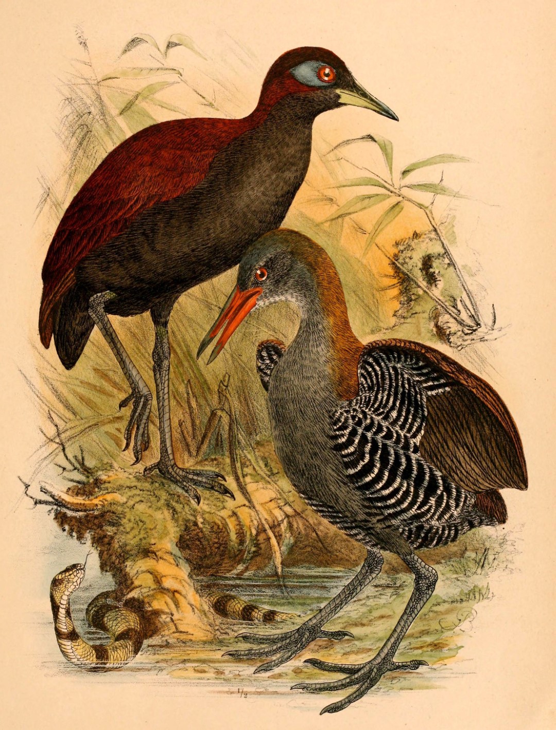 Chestnut Forest Rail