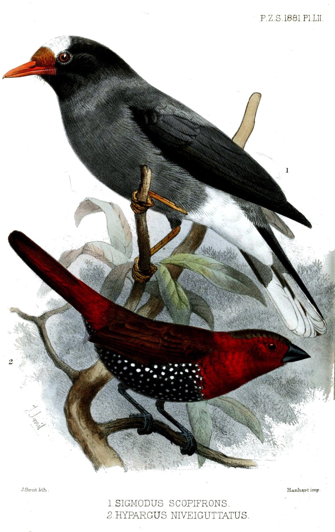 Chestnut-fronted Helmetshrike