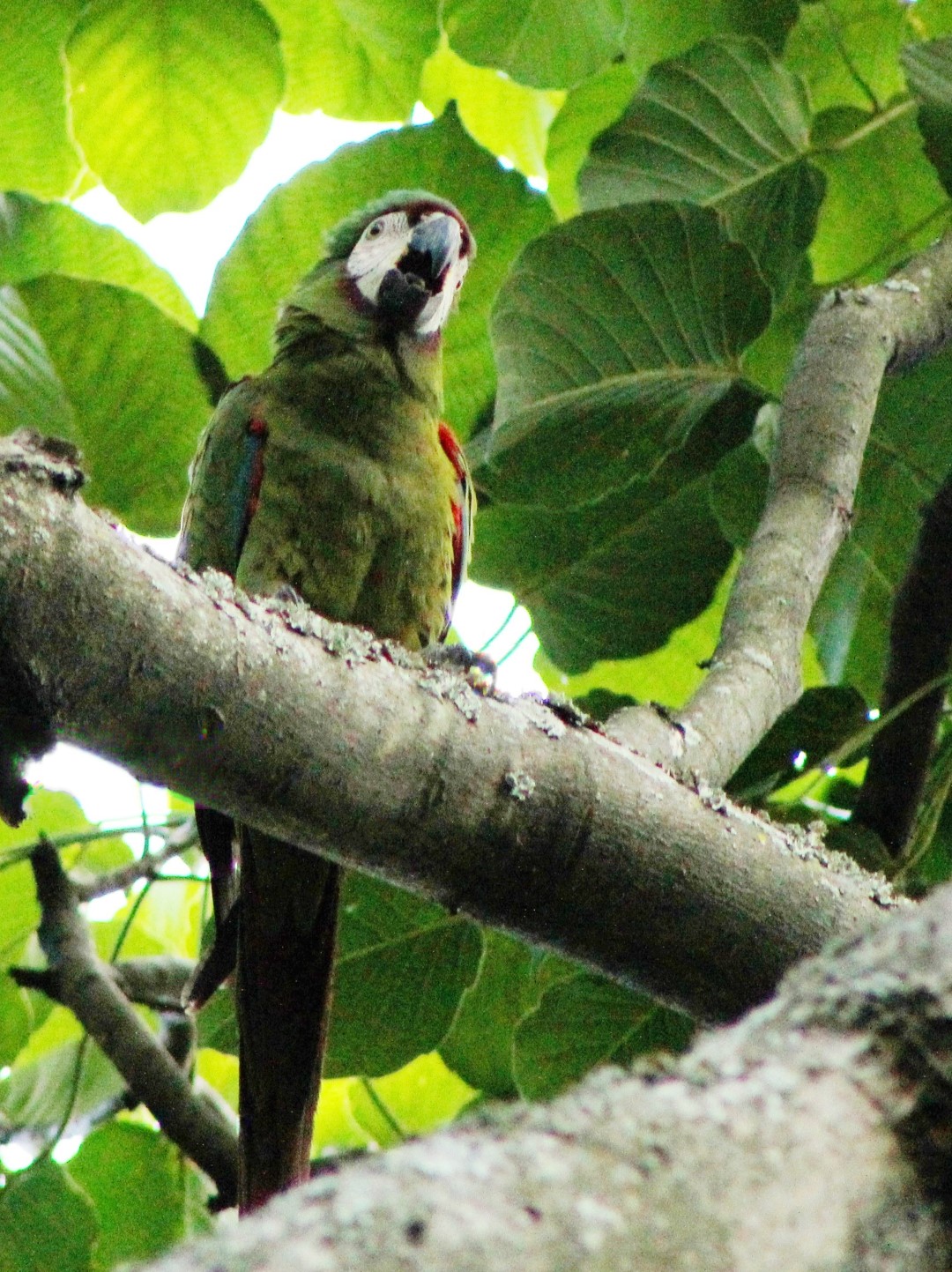 Chestnut-fronted Macaw