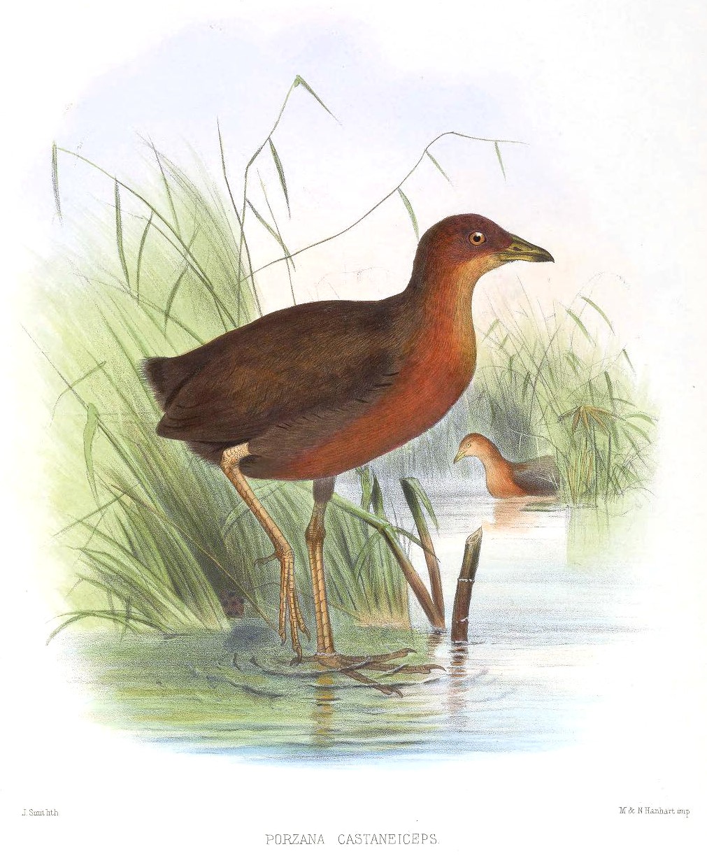 Chestnut-headed Crake