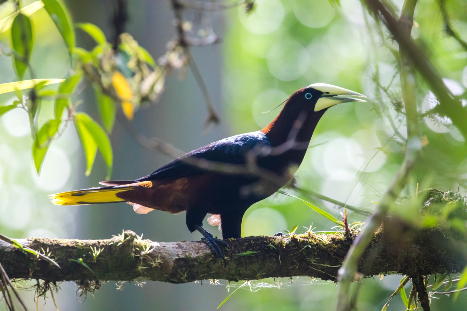 Chestnut-headed Oropendola