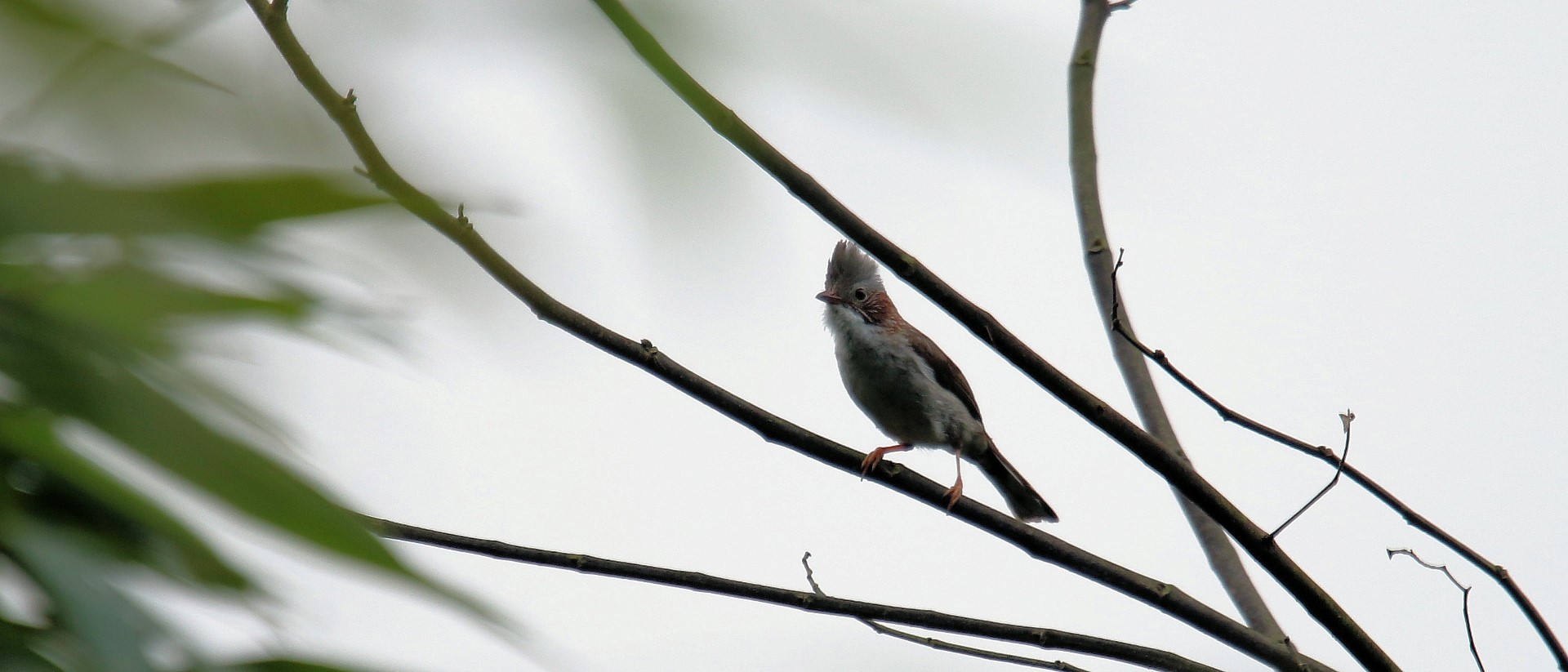 Chestnut-headed Partridge