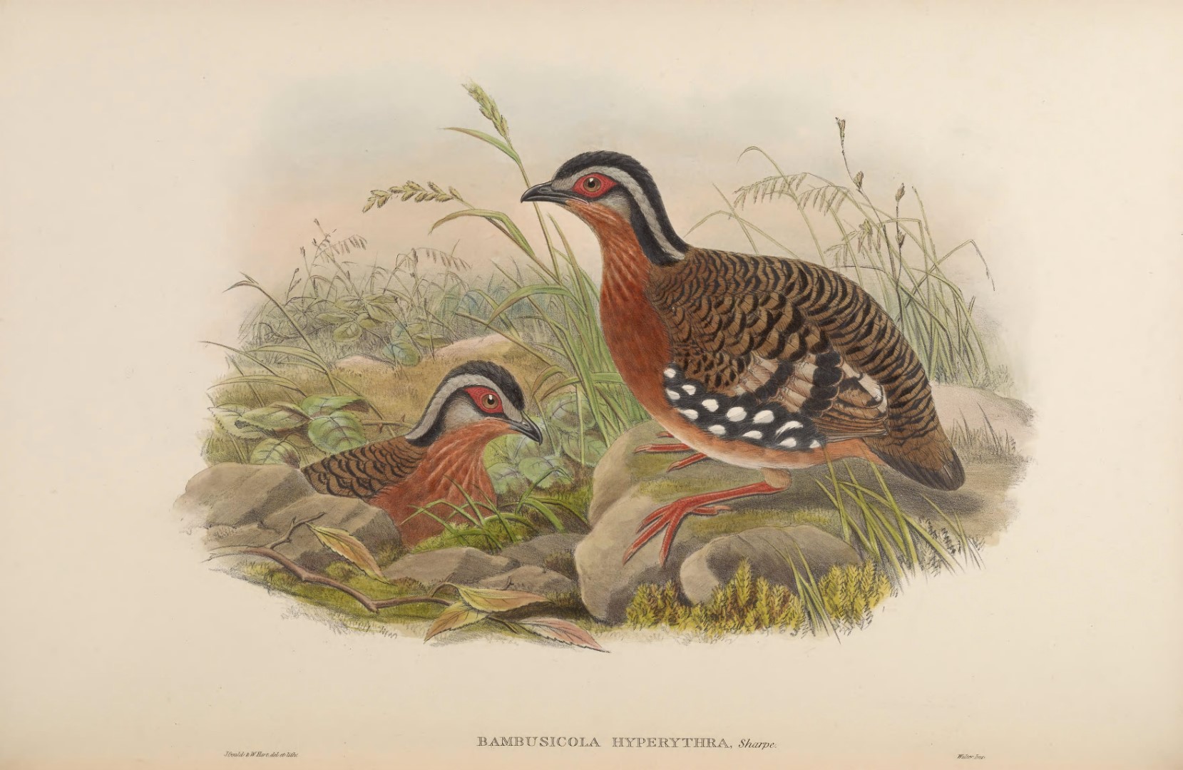 Chestnut-headed Partridge