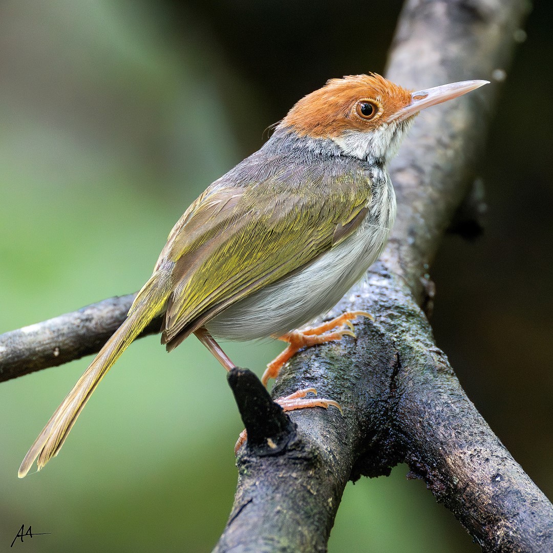 Chestnut-headed Tailorbird