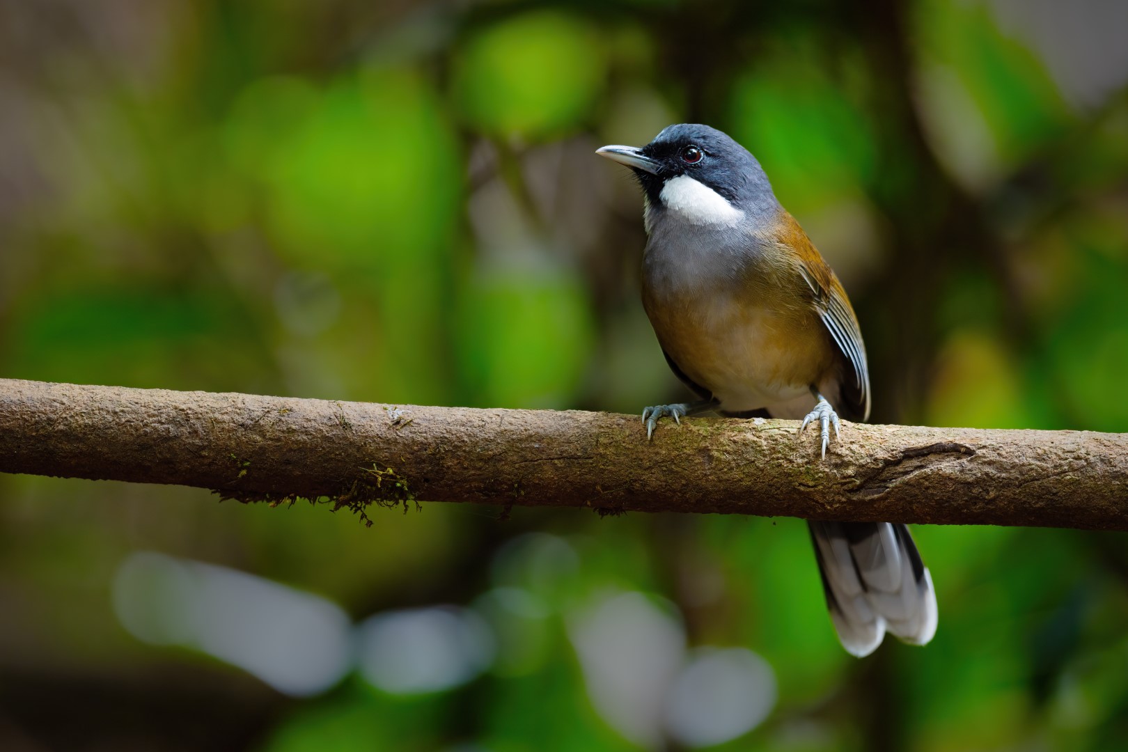 Chestnut-headed Tesia