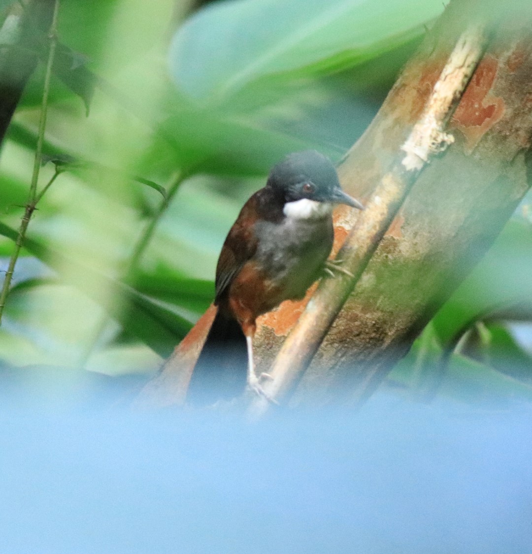 Chestnut-headed Tesia