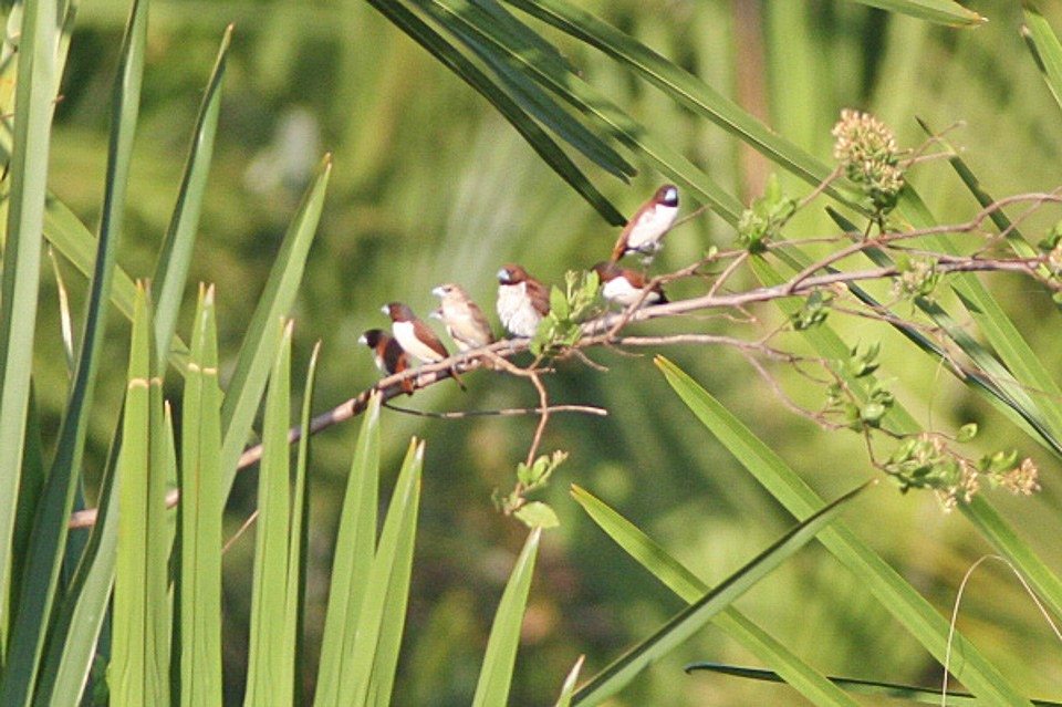 Chestnut Munia