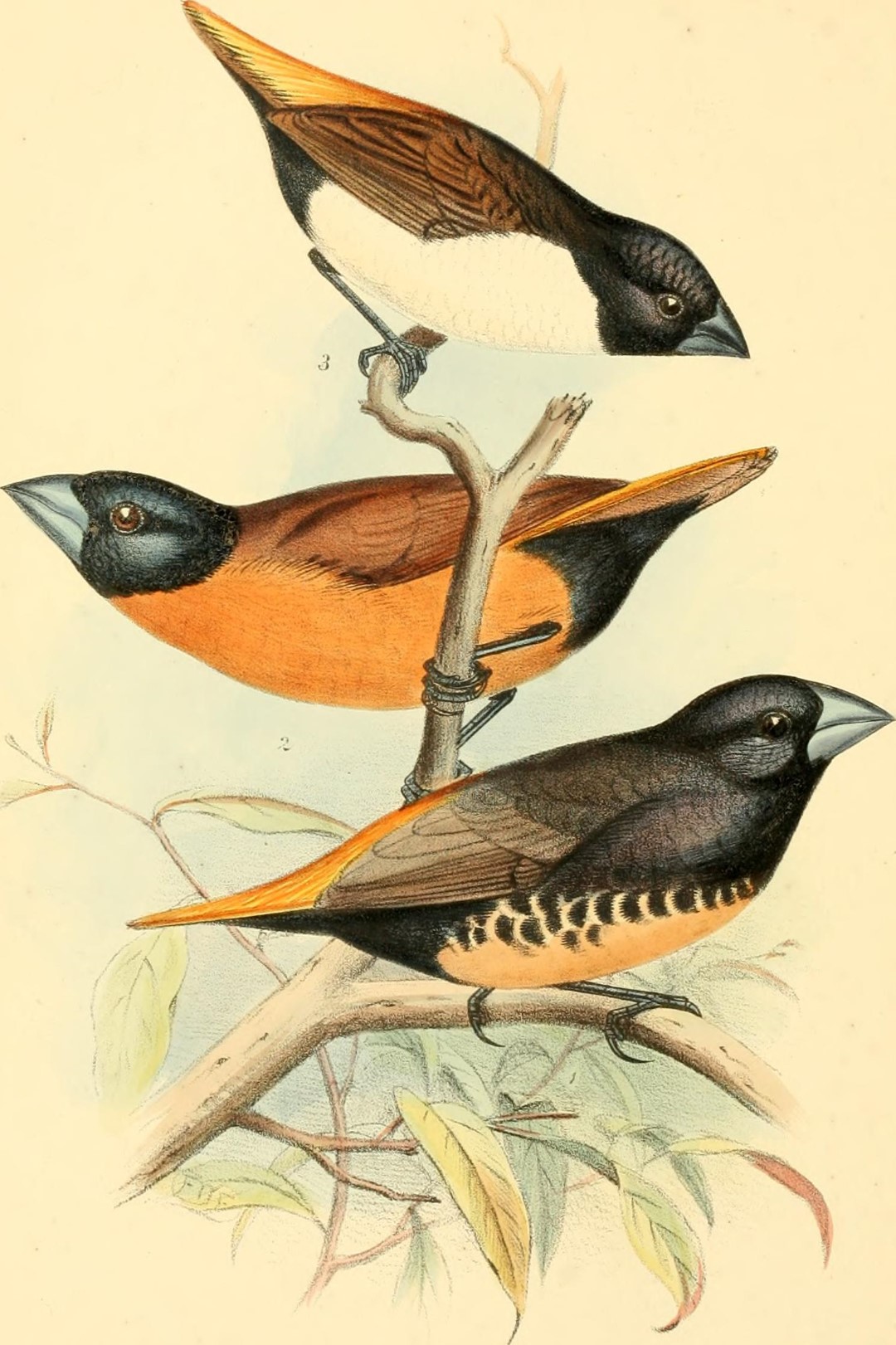 Chestnut Munia