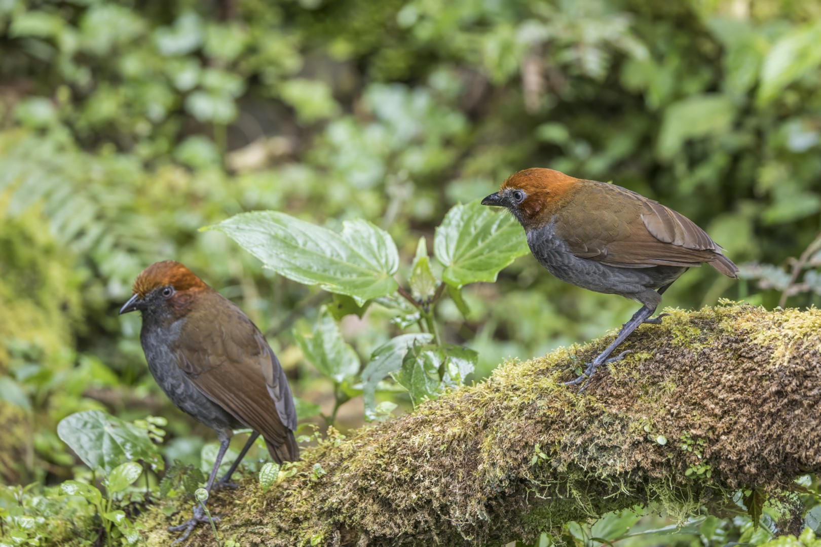 Chestnut-naped Antpitta