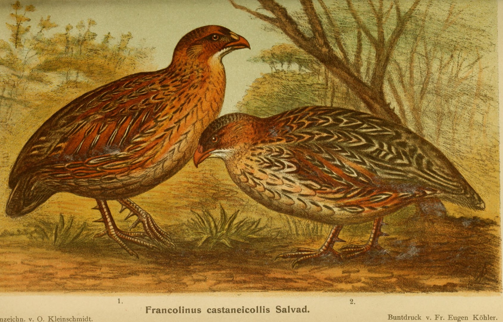 Chestnut-naped francolin