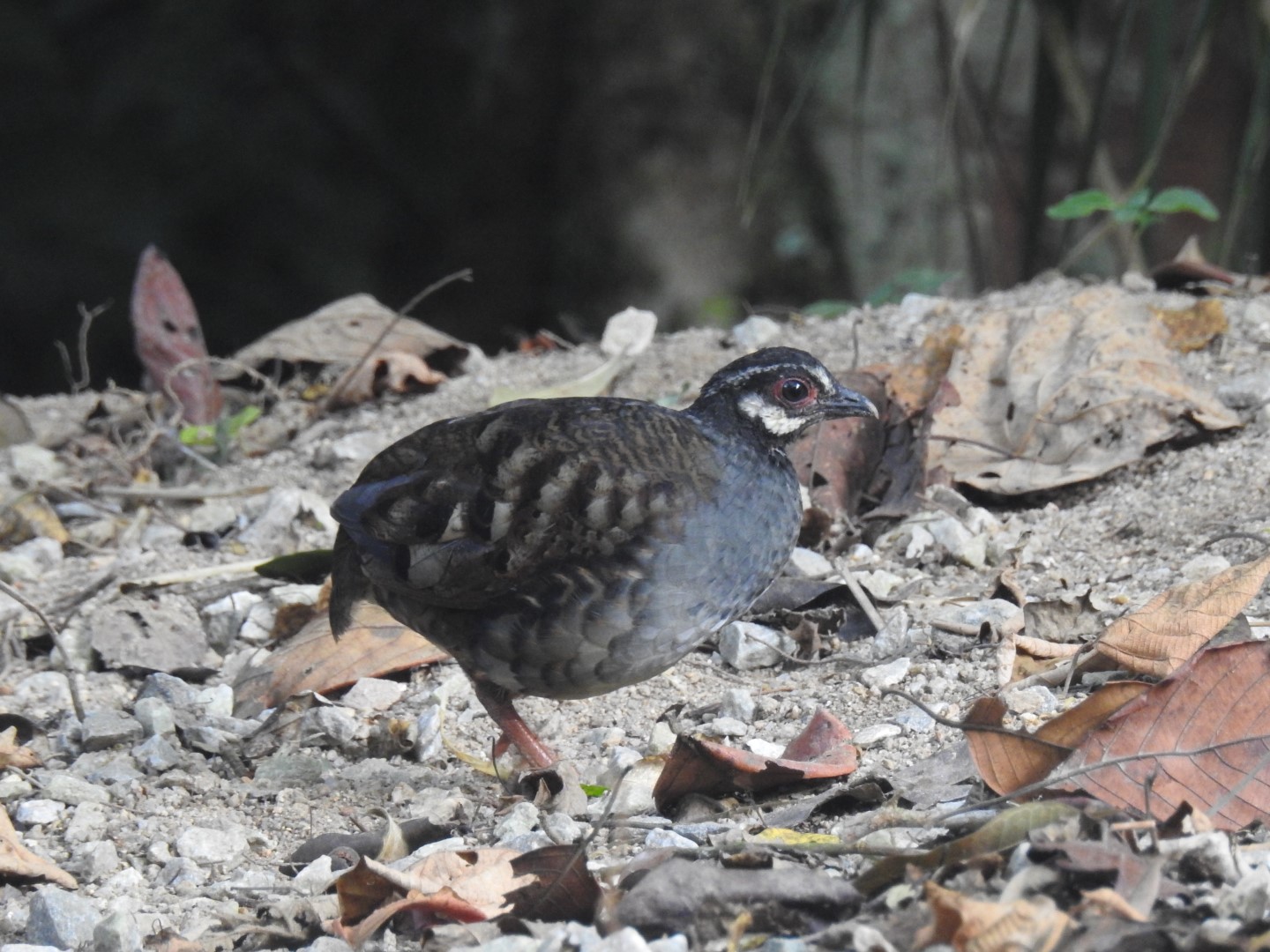 Chestnut-necklaced Partridge