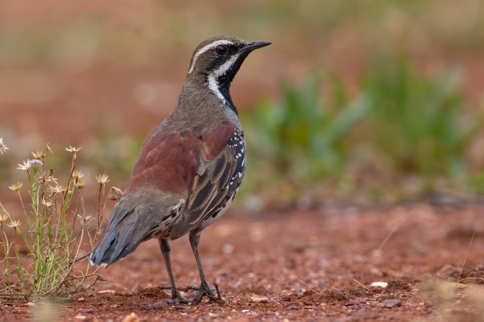 Chestnut Quail-thrush