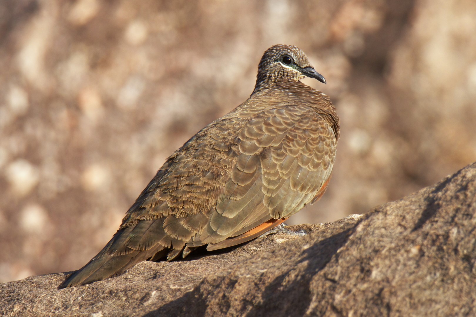 Chestnut-quilled Rock-Pigeon