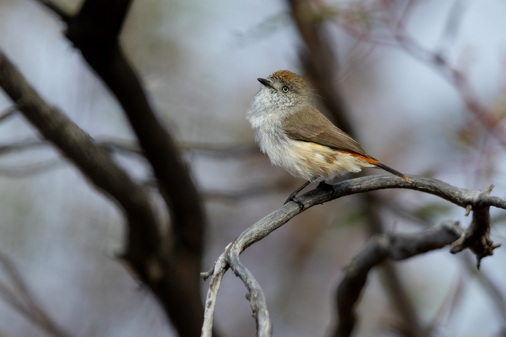 Chestnut-rumped Thornbill