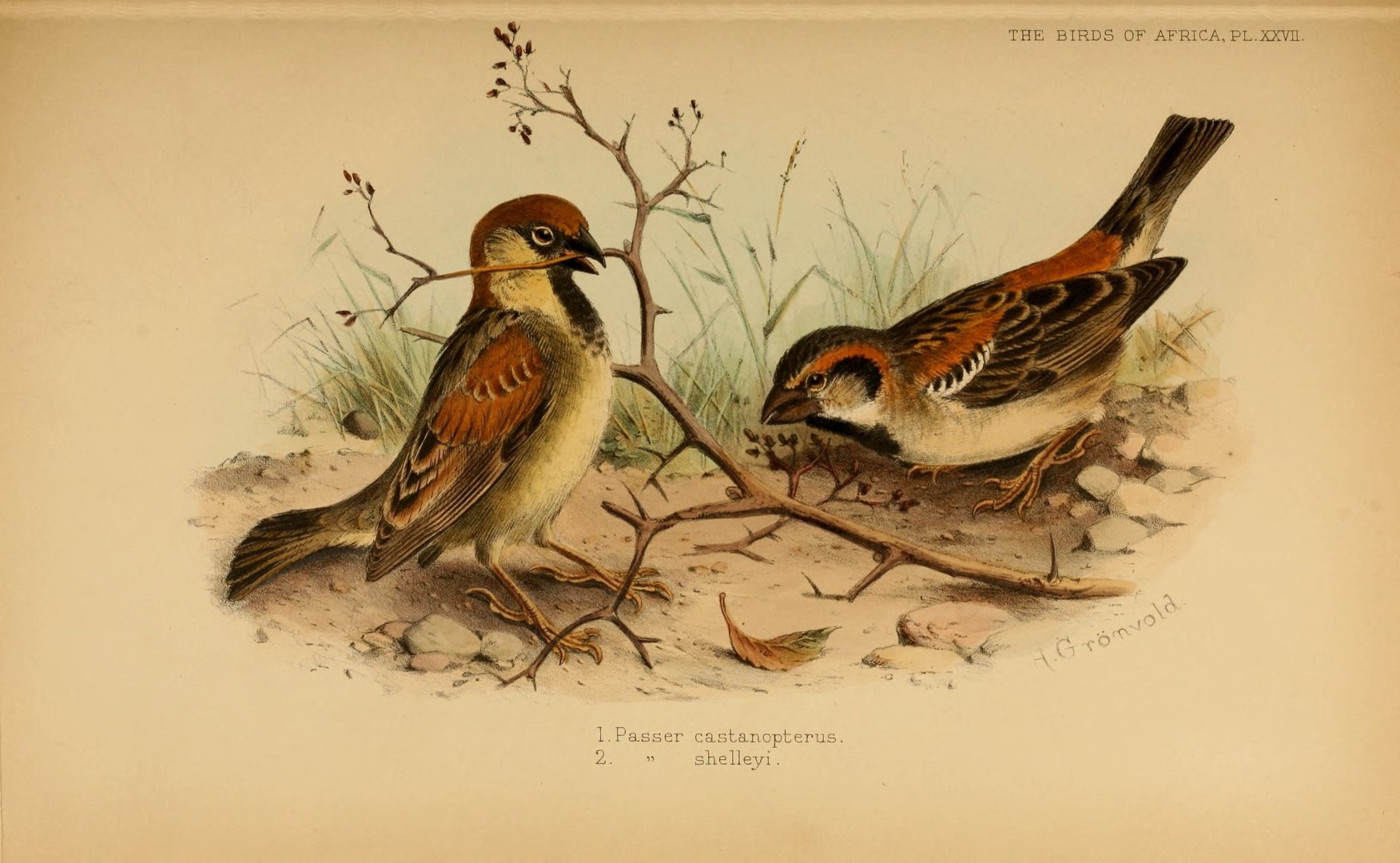 Chestnut-shouldered Petronia