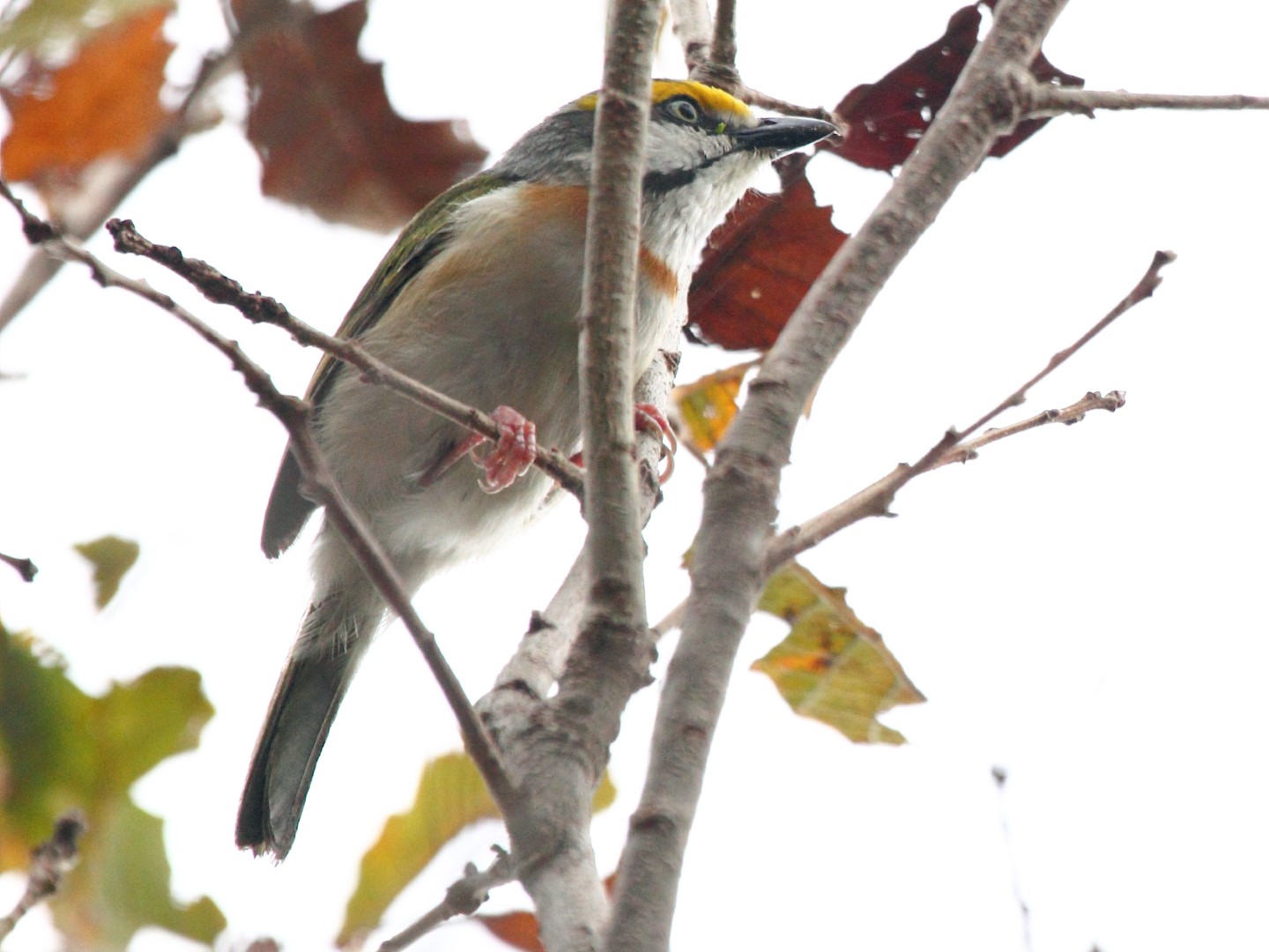 Chestnut-sided Shrike-Vireo
