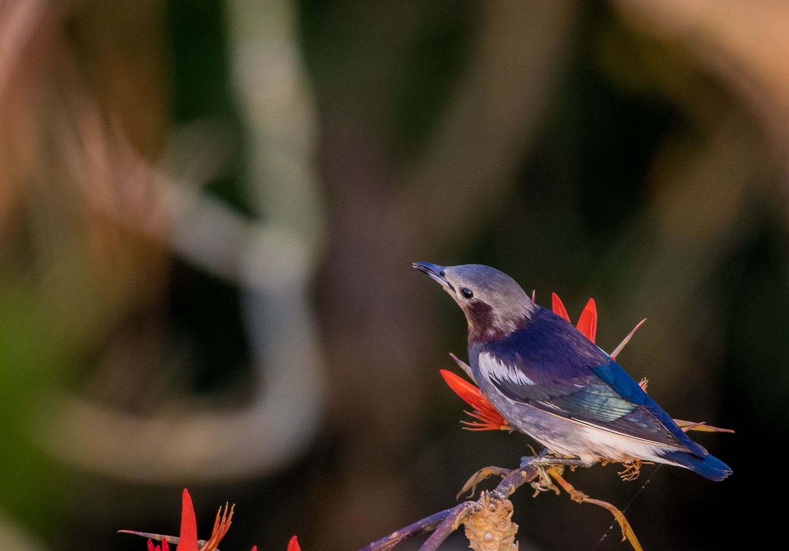 Chestnut-tailed Starling