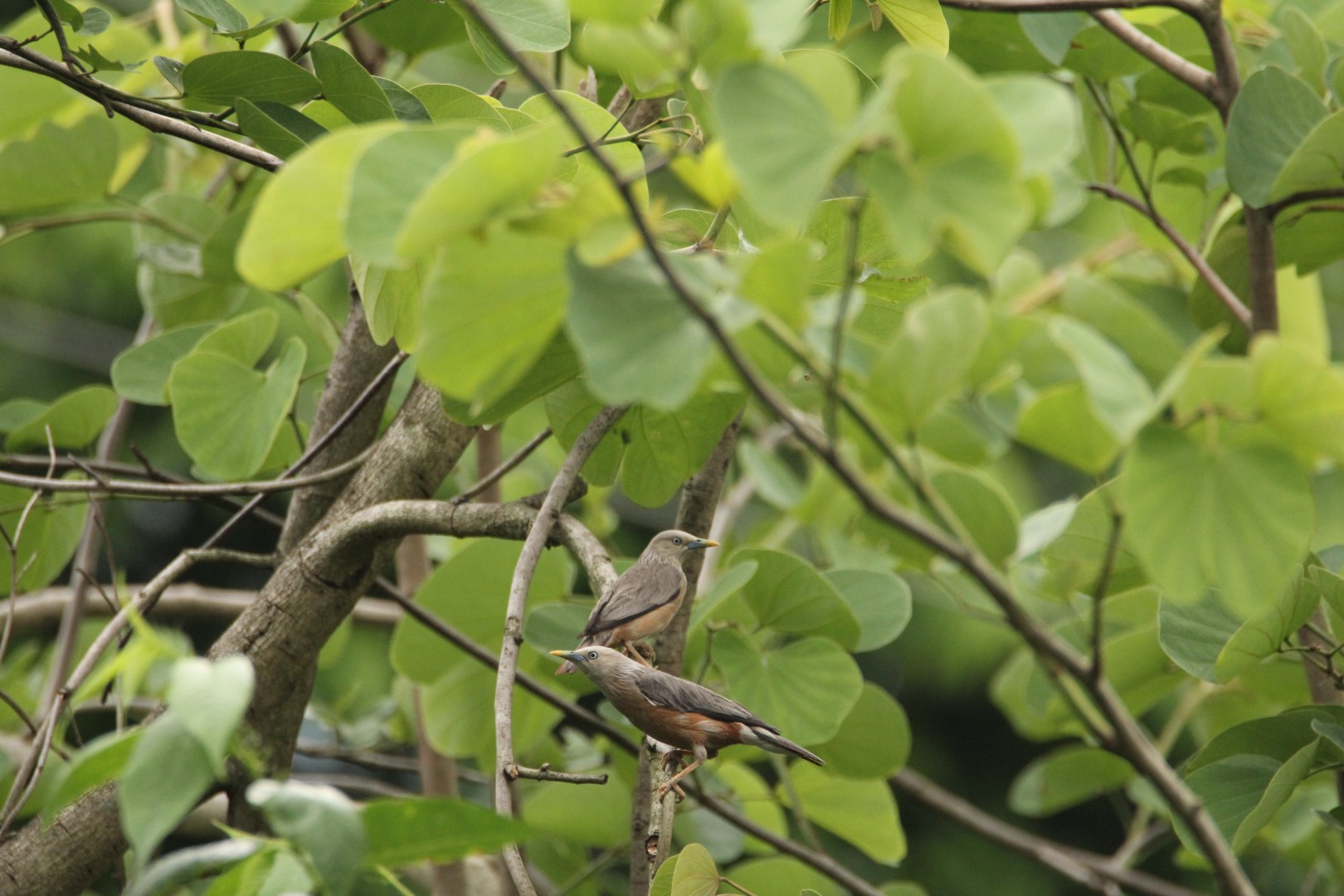Chestnut-tailed Starling