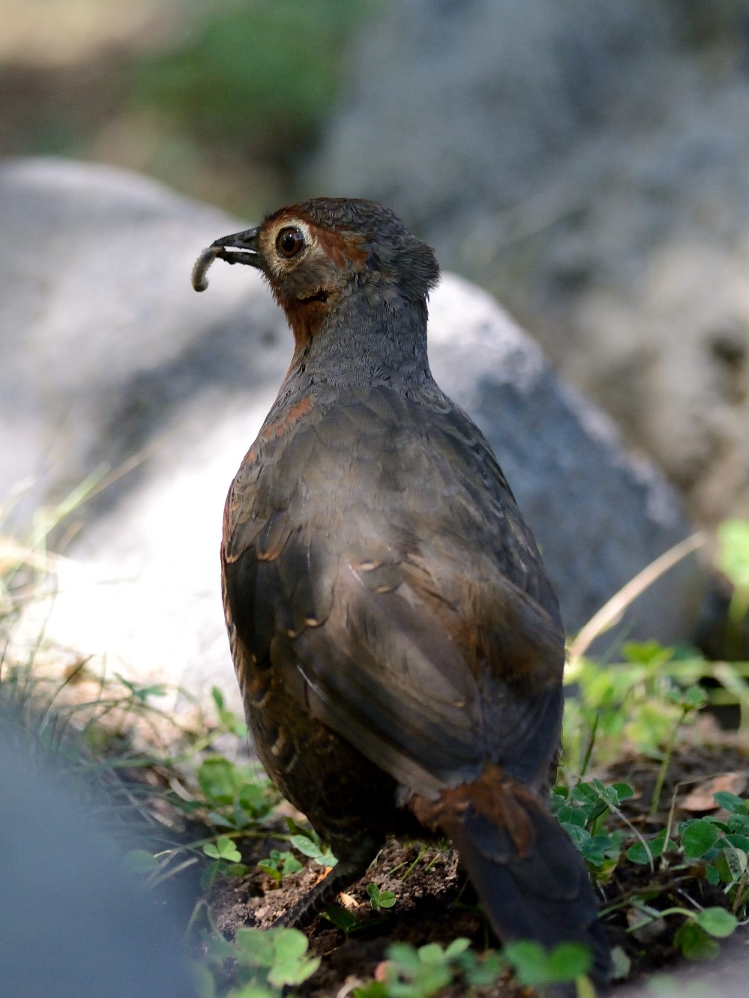 Chestnut-throated Huet-huet