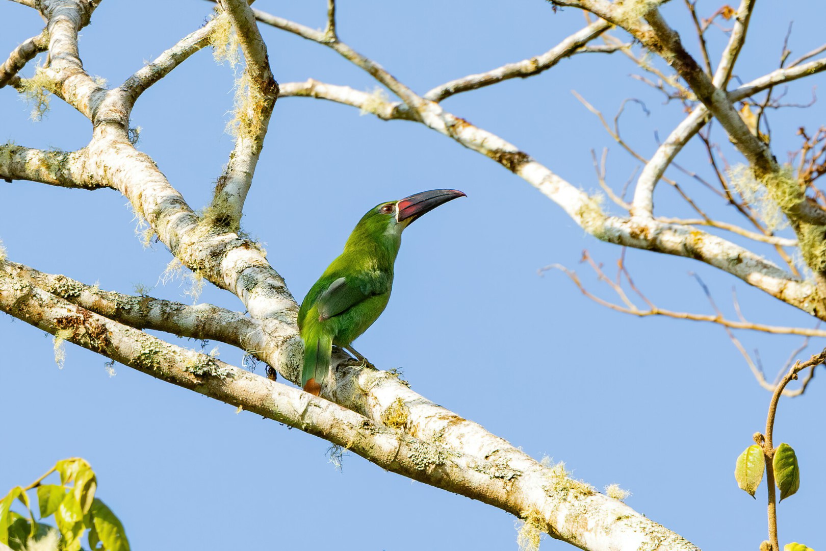 Chestnut-tipped Toucanet
