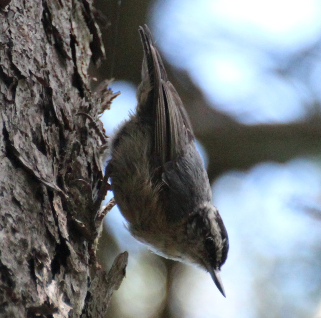 Chestnut-vented Nuthatch