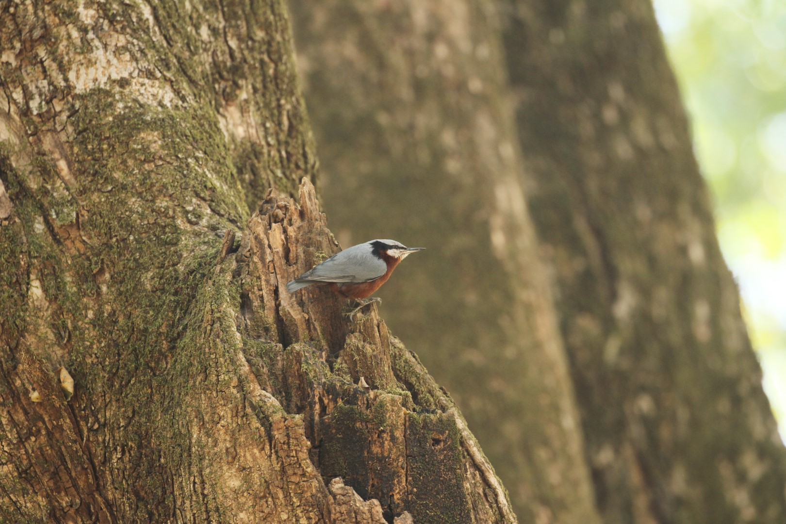 Chestnut-vented Nuthatch
