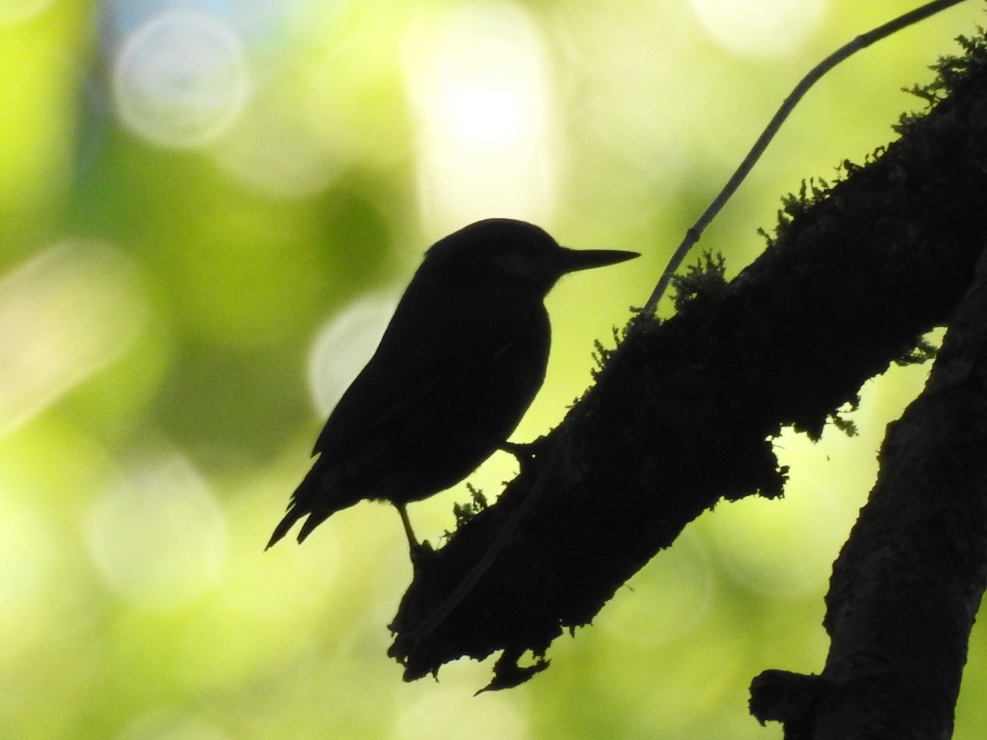 Chestnut-vented Nuthatch