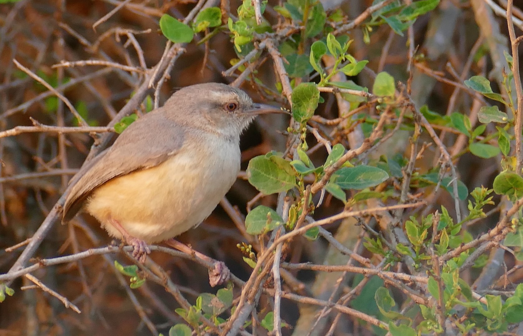 Chestnut-vented Warbler
