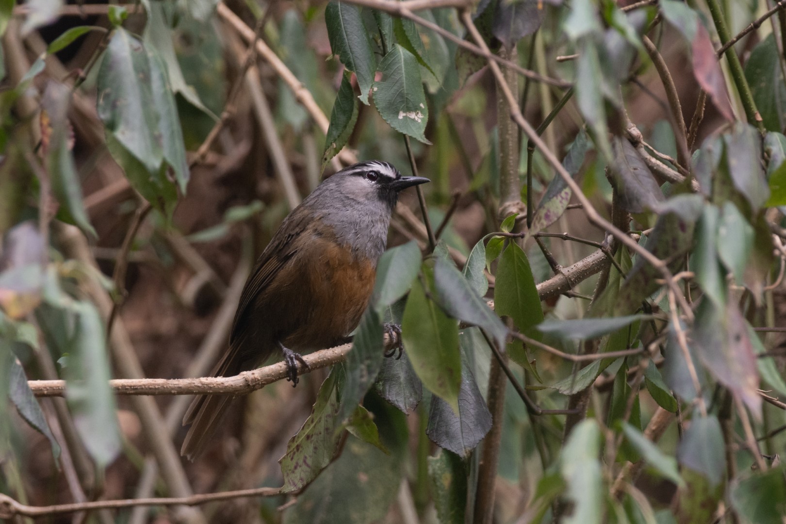 Chestnut-winged babbler