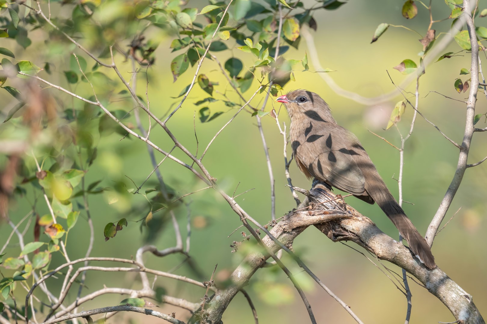 Chestnut-winged Cuckoo