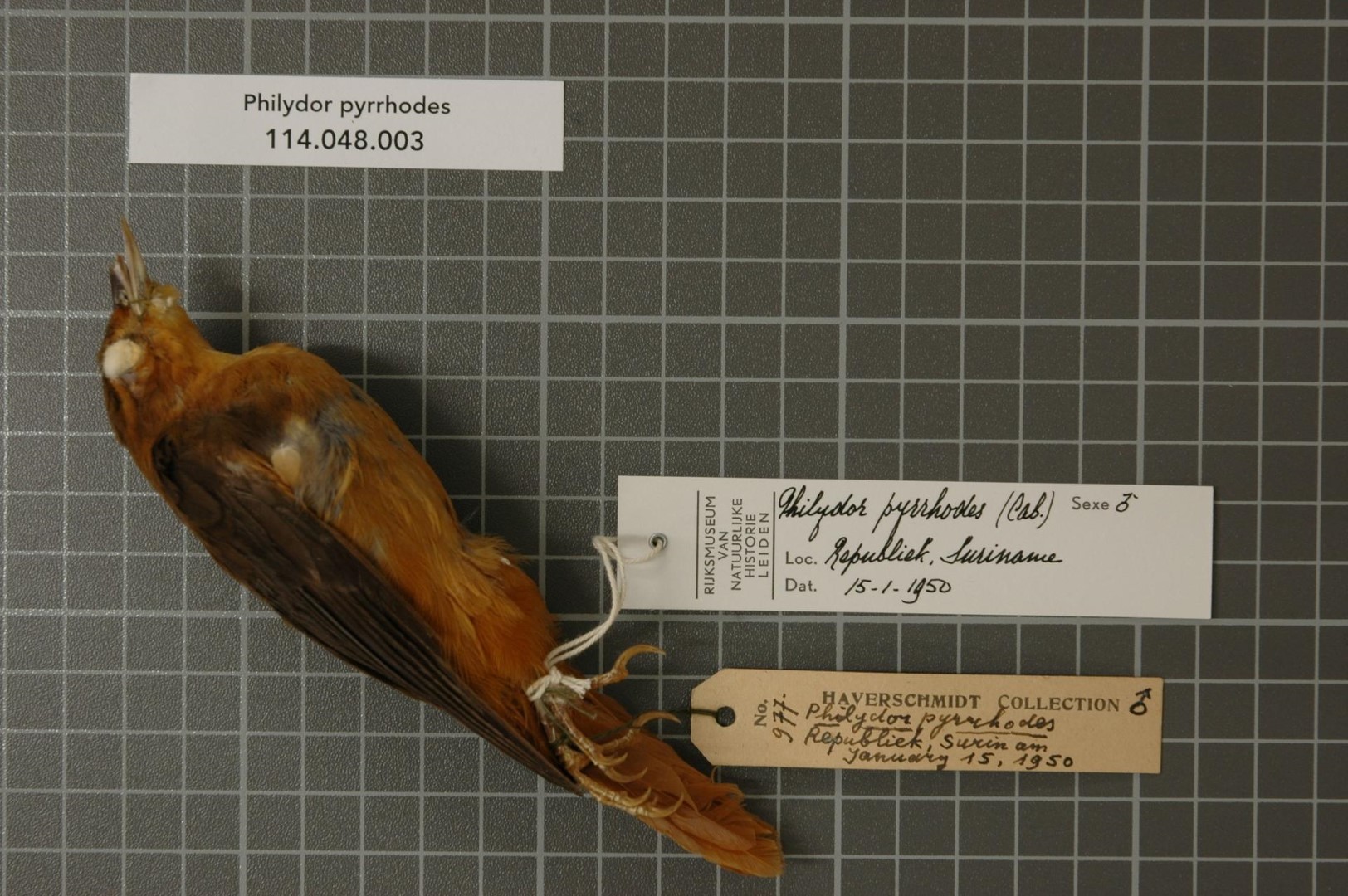 Chestnut-winged Foliage-gleaner