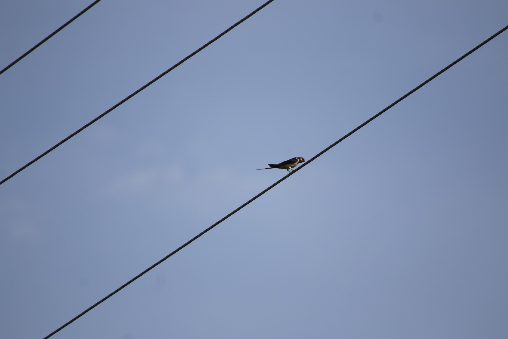 Chestnut-winged Swallow