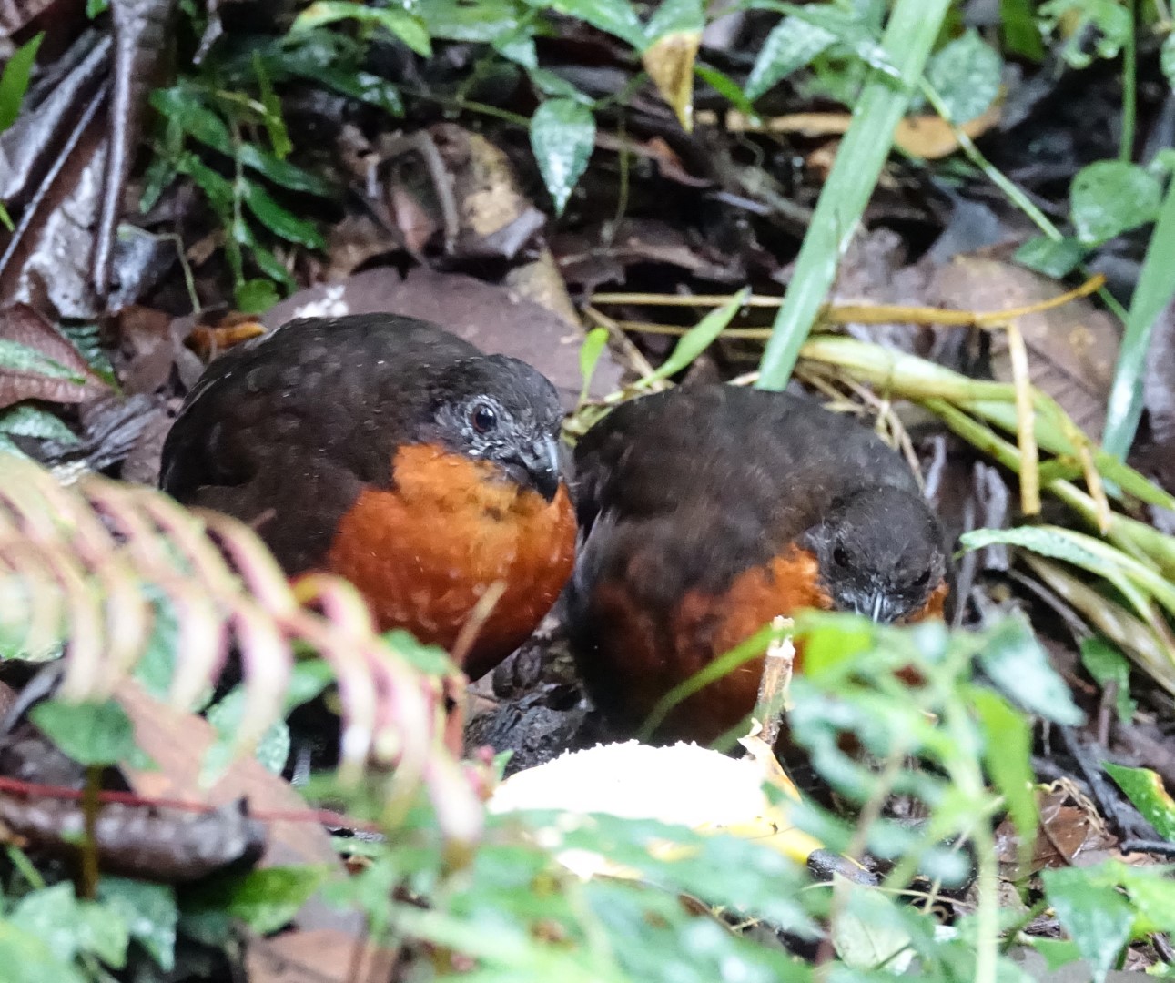 Chestnut Wood Partridge