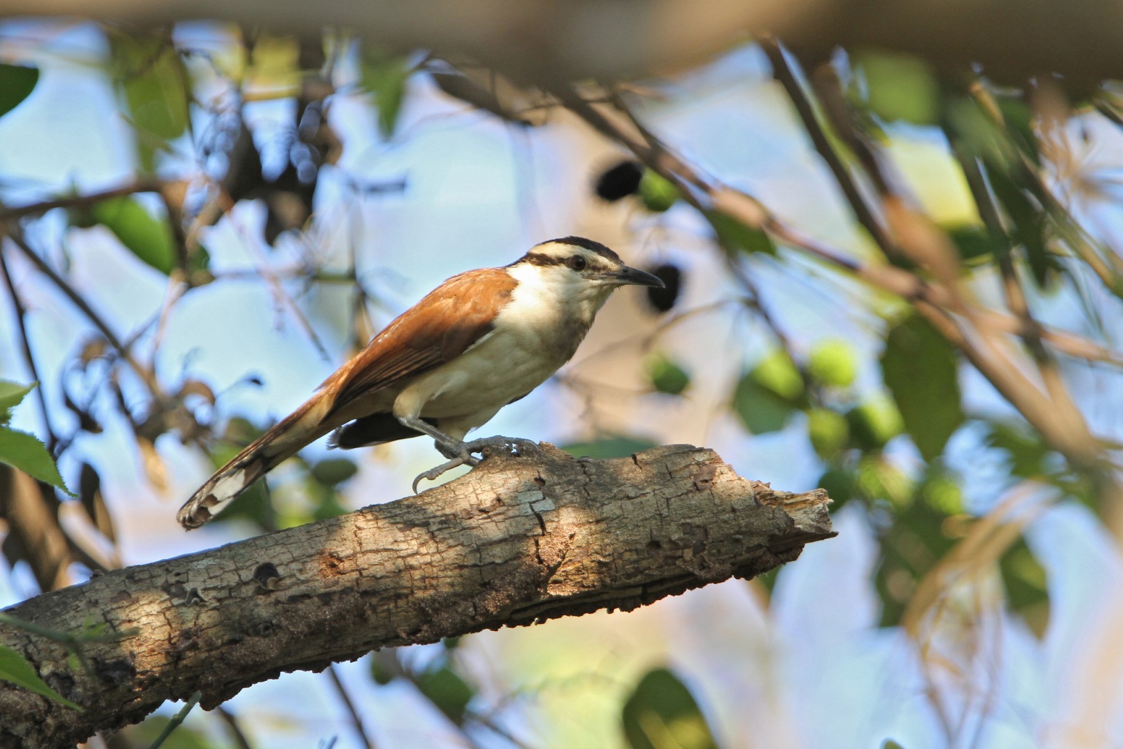 Chiapas Wren
