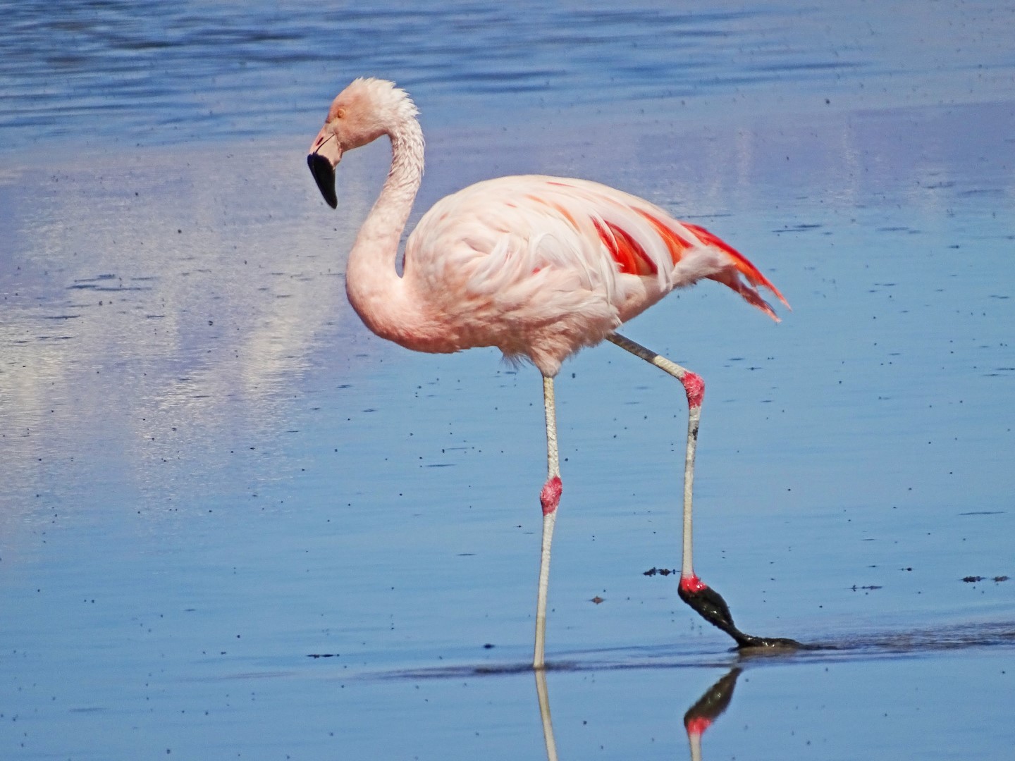 Chilean Flamingo