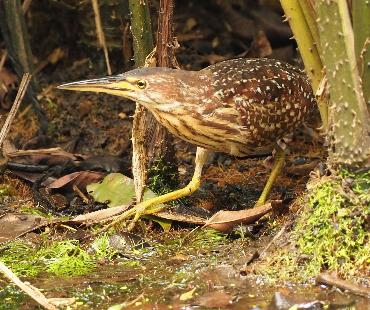 Chinese Bittern