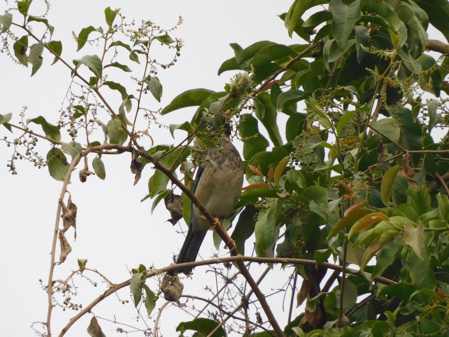 Chinese Blackbird