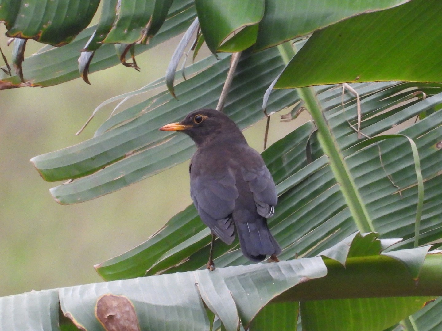 Chinese Blackbird