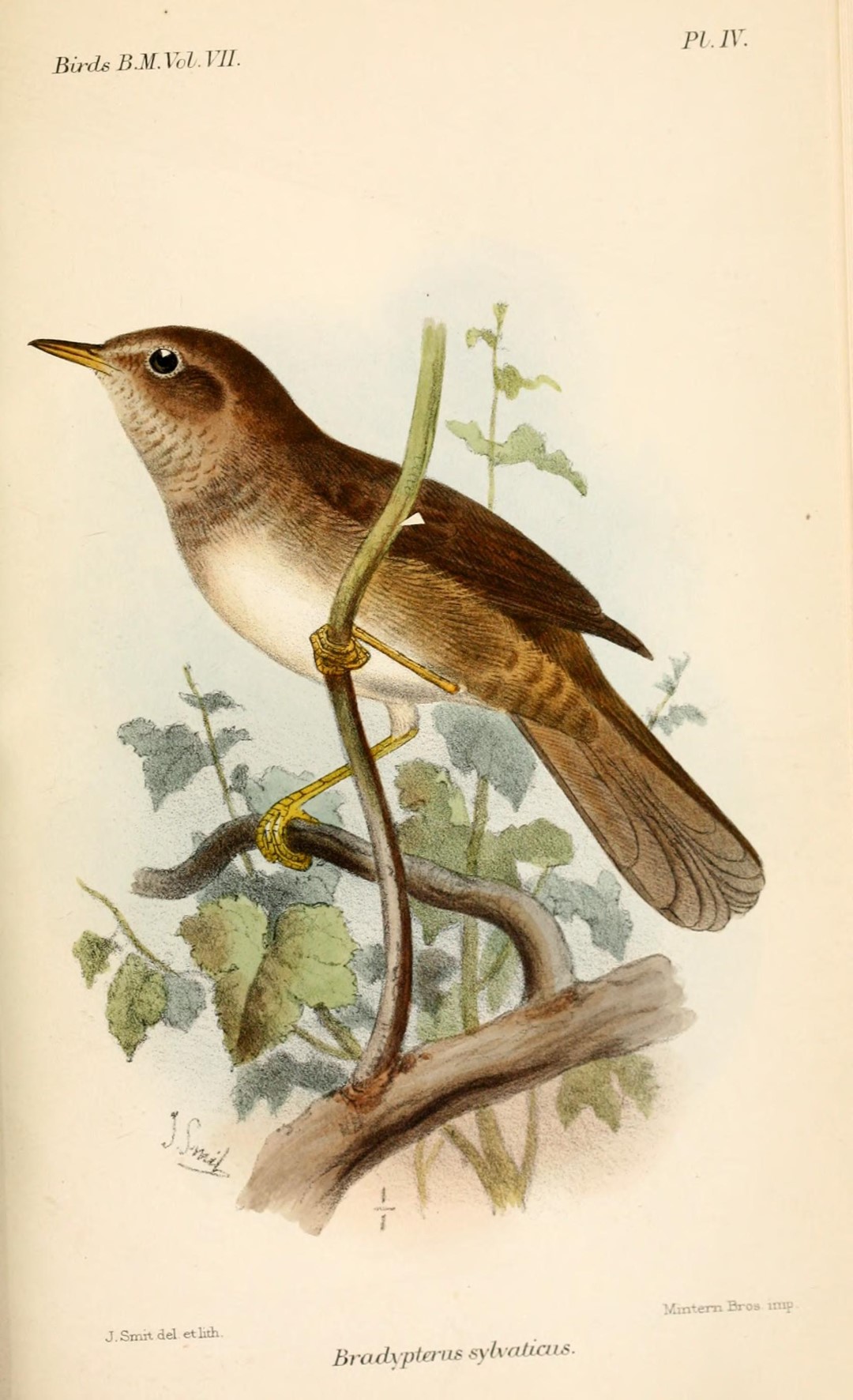Chinese Bush Warbler