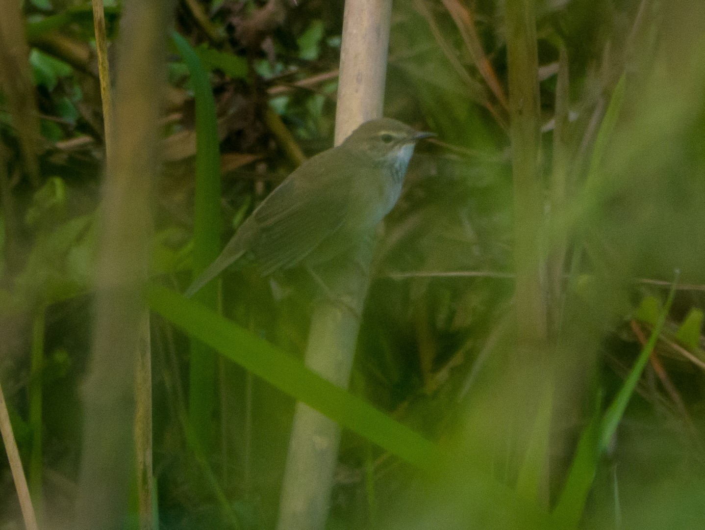 Chinese Bush Warbler