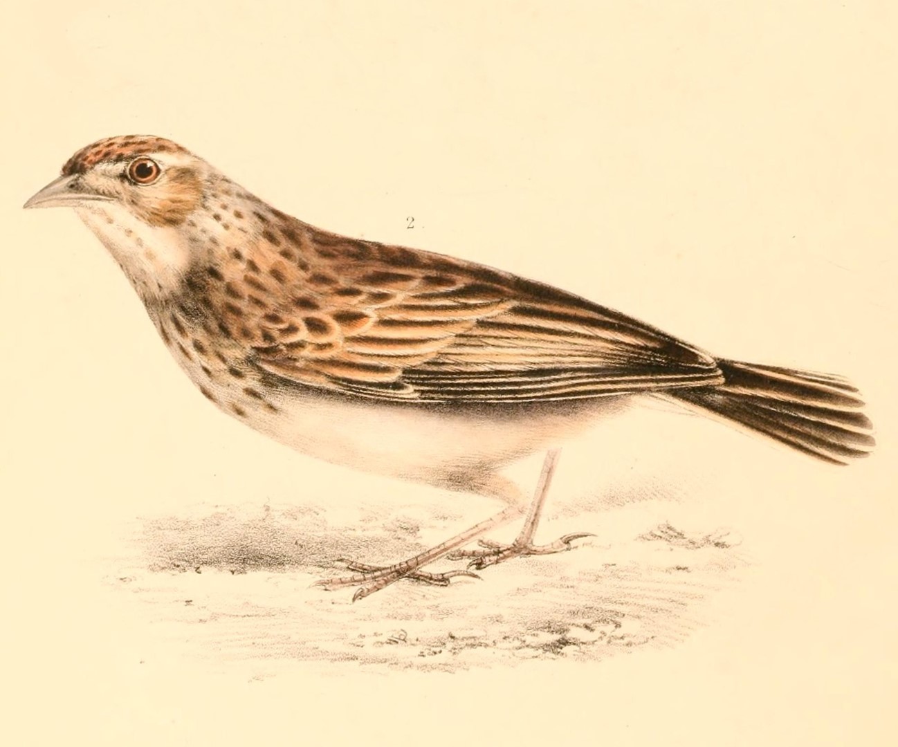 Chinese Bushlark