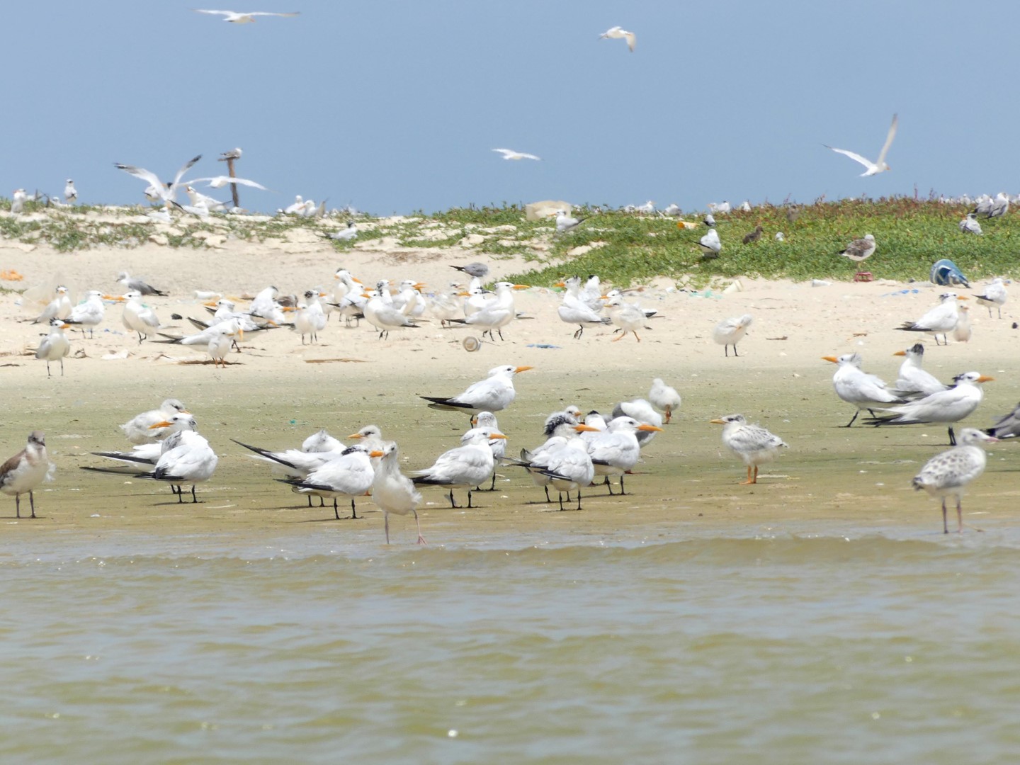 Chinese Crested Tern