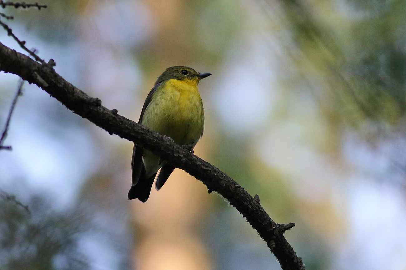 Chinese Flycatcher