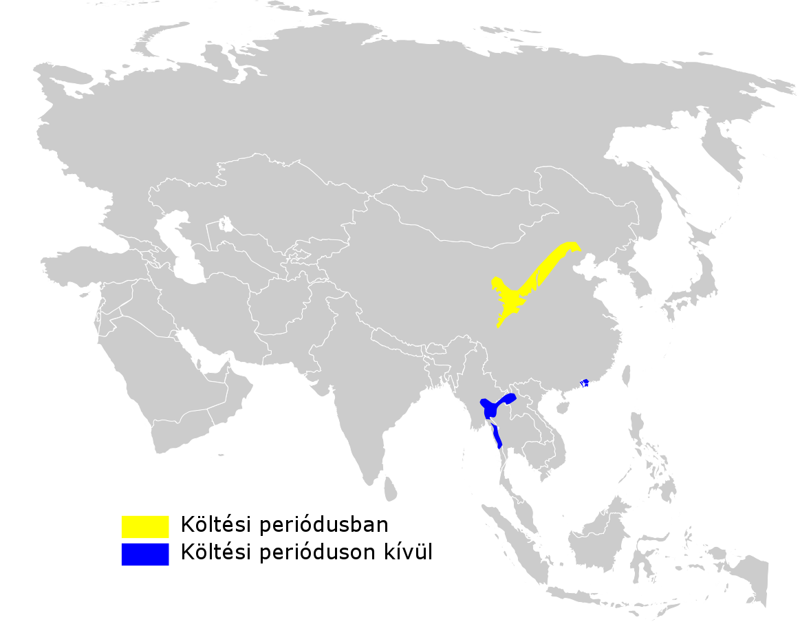 Chinese Leaf Warbler