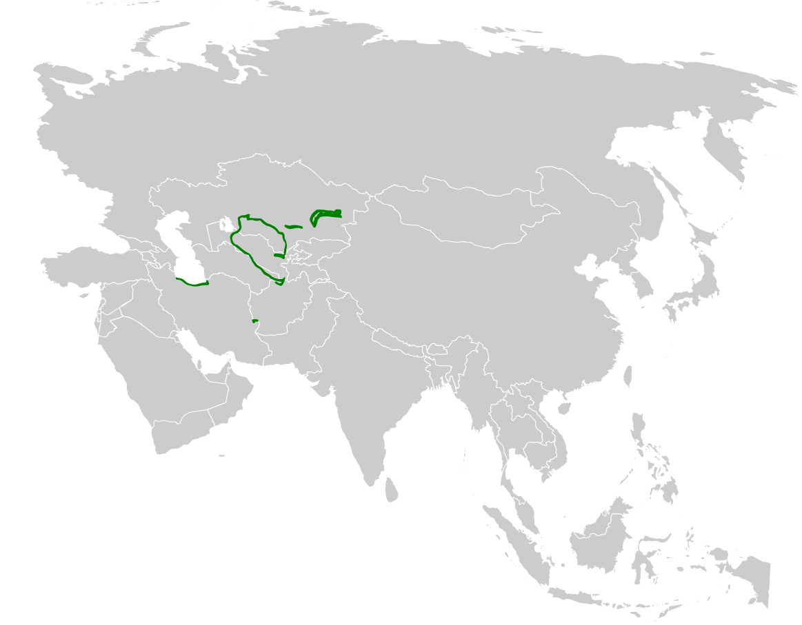 Chinese Penduline Tit
