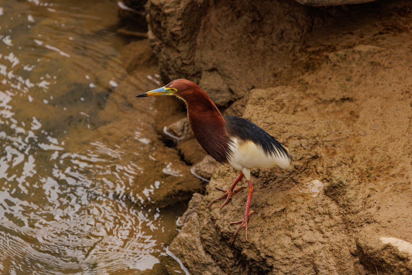 Chinese Pond Heron