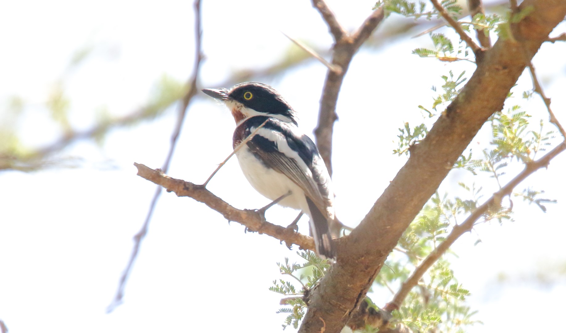 Chinspot Batis