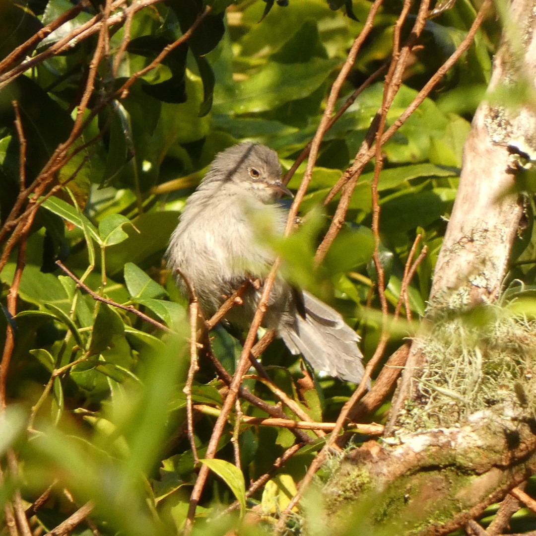 Chirinda Apalis
