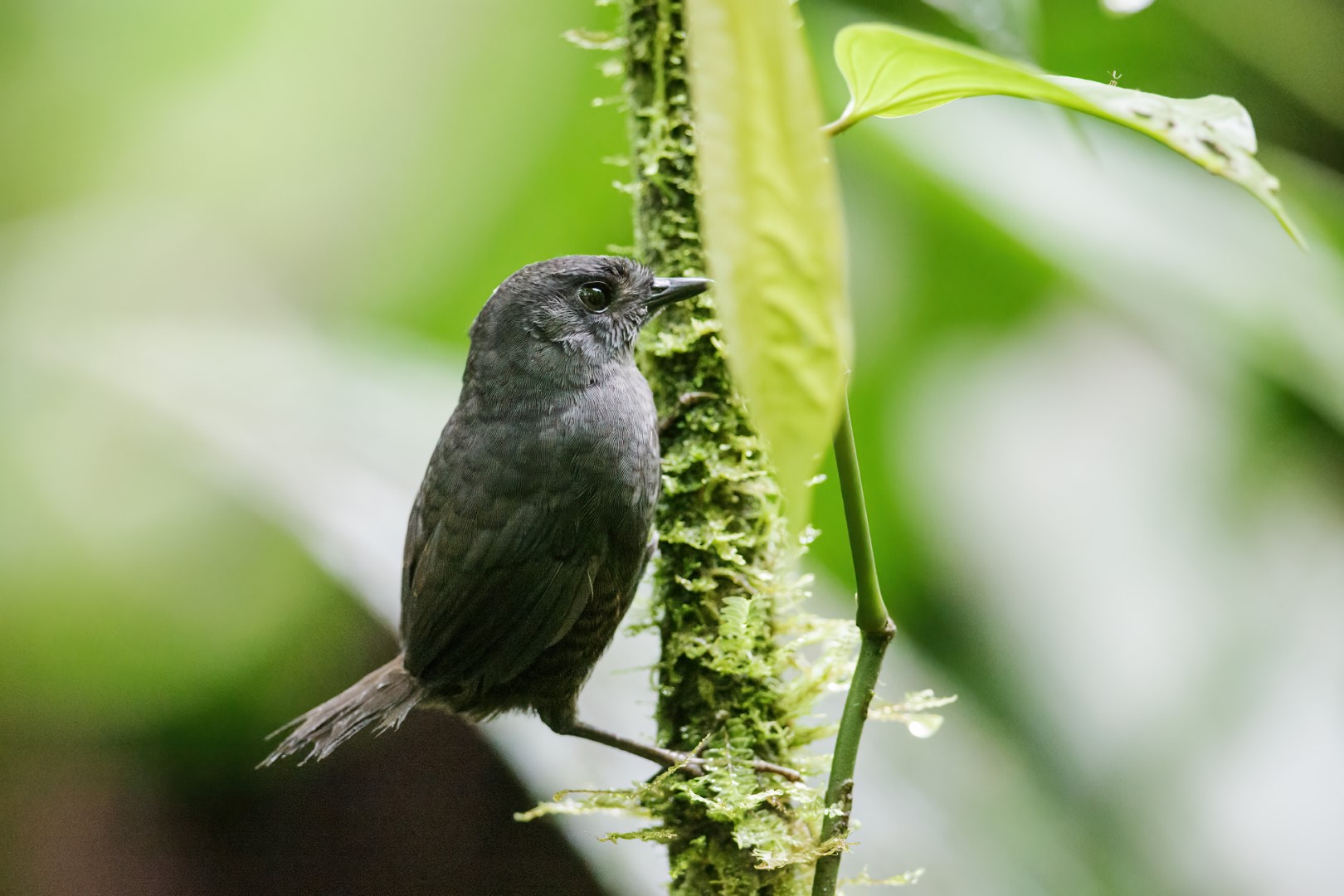 Chocó Tapaculo